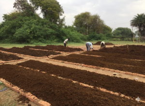 Vermicompost Production Site: Workers tending to long, rectangular brick-lined beds of dark brown organic compost in an outdoor agricultural setting.