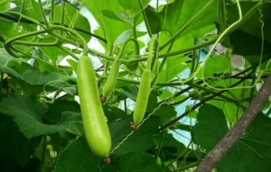 vegetable bottle gourd natural image 600nw 1803107860